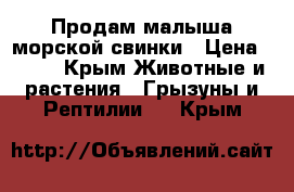 Продам малыша морской свинки › Цена ­ 600 - Крым Животные и растения » Грызуны и Рептилии   . Крым